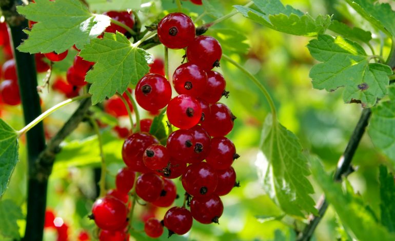red-currant-1508506_1920